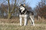 ALASKAN MALAMUTE 750